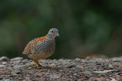 Turnix varius