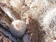 Escobaria chlorantha