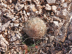 Escobaria chlorantha