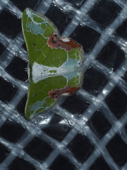 Protuliocnemis partita