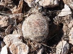 Escobaria chlorantha