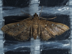 Nacoleia rhoeoalis