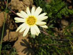 Ursinia tenuifolia