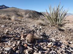 Escobaria chlorantha