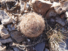 Escobaria chlorantha