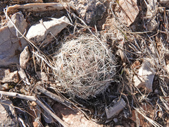 Escobaria chlorantha