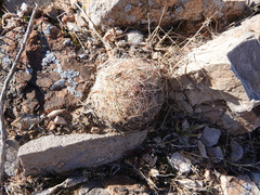 Escobaria chlorantha