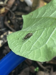 Chalepistes compressus