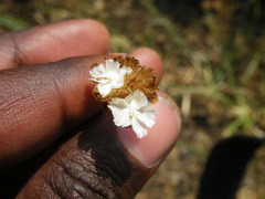 Ursinia tenuifolia