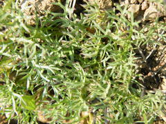 Ursinia tenuifolia