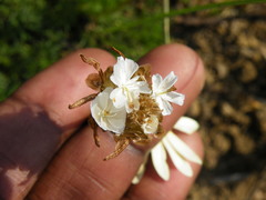 Ursinia tenuifolia