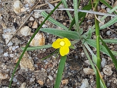 Tropidocarpum gracile