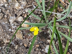 Tropidocarpum gracile