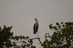 Leptoptilos javanicus
