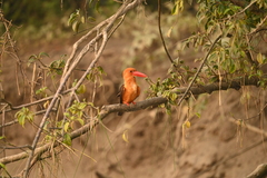 Pelargopsis amauroptera