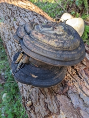 Fomitopsis ochracea
