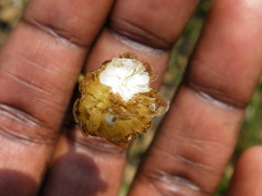 Ursinia tenuifolia