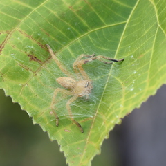 Neosparassus salacius