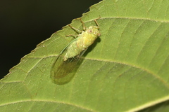 Taurella viridis