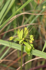 Tacca leontopetaloides