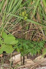 Tacca leontopetaloides
