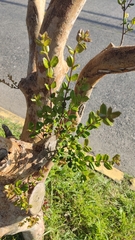 Luma apiculata