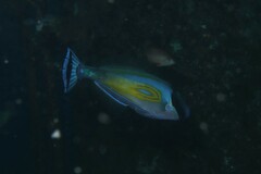 Meuschenia hippocrepis