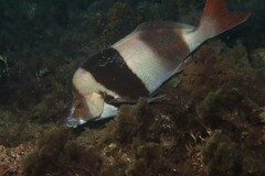 Pseudogoniistius nigripes