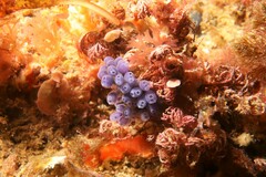Clavelina moluccensis