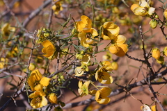 Senna glutinosa chatelainiana