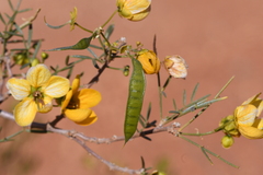 Senna glutinosa chatelainiana