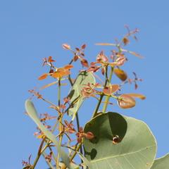Eucalyptus platyphylla