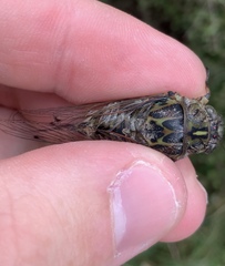 Amphipsalta