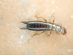 Pygidicraninae