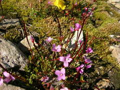 Epilobium anagallidifolium