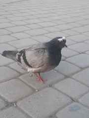 Columba livia