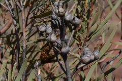 Hakea minyma