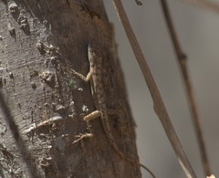 Anolis unilobatus