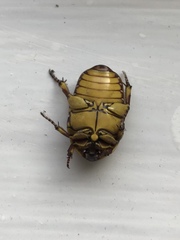 Pachnoda fissipunctum