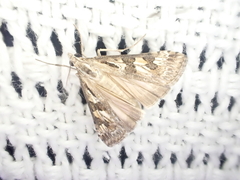 Nomophila corticalis