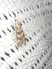 Nomophila corticalis