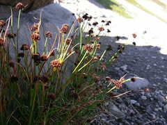 Juncus mertensianus