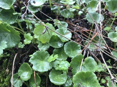 Umbilicus rupestris