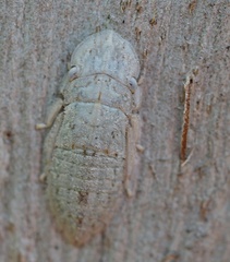 Ledromorpha planirostris