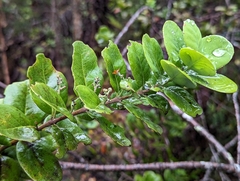 Santalum paniculatum