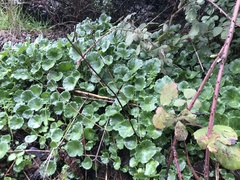 Umbilicus rupestris