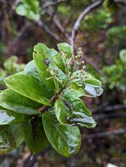 Santalum paniculatum