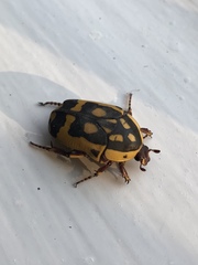 Pachnoda fissipunctum