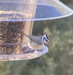 Baeolophus wollweberi