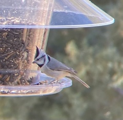 Baeolophus wollweberi